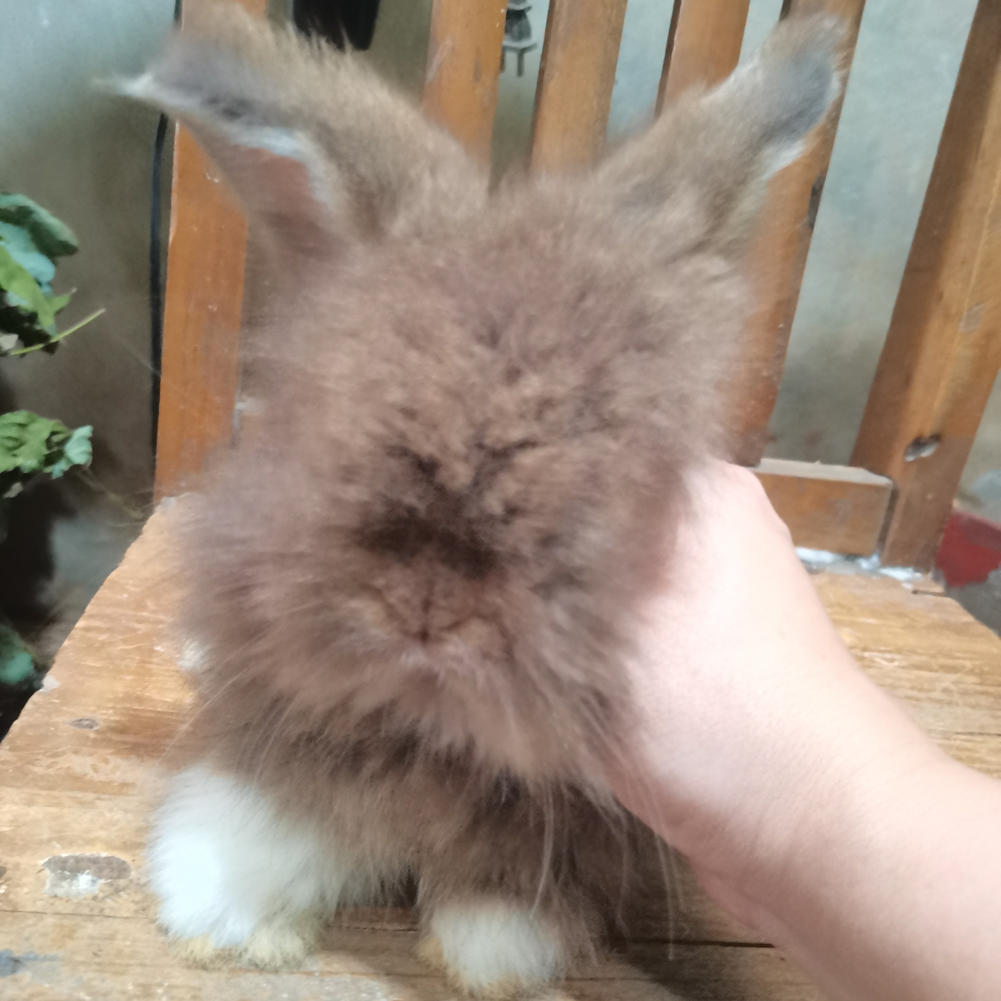 熊脸宠物狮子兔性格超级好，喜欢的不要错过